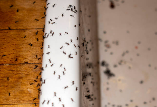 Insect Control in Oak Point, TX