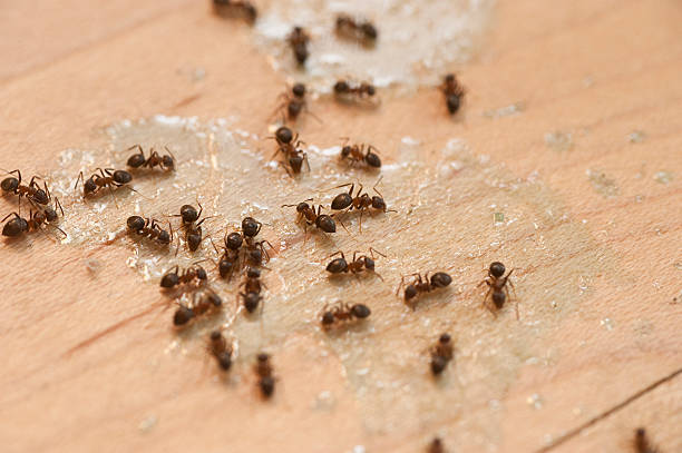 Best Best Pest Control Companies  in Oak Point, TX