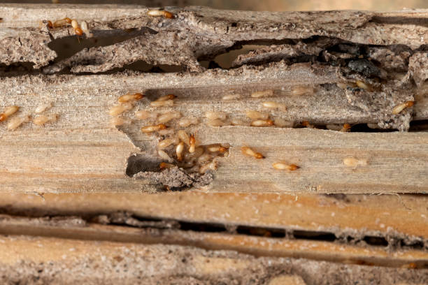 Best Rat Extermination Near Me  in Oak Point, TX