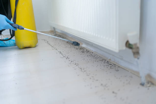 Best Pest Control Treatment  in Oak Point, TX